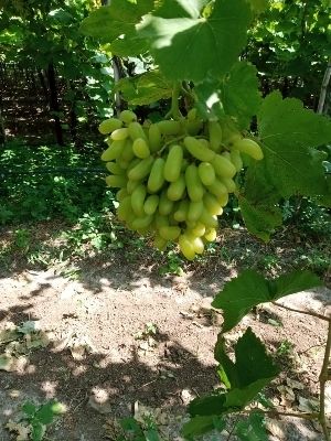 Organic Openly Cultivated Natural Farm Fresh Green Grapes Fruit