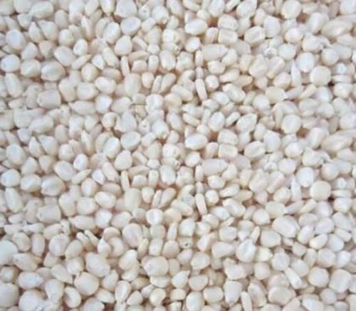 Pure And Dried Indian Origin Raw Maize