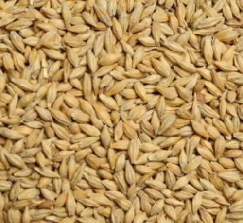 Pure And Natural Cultivated Whole Dried Barley Seed