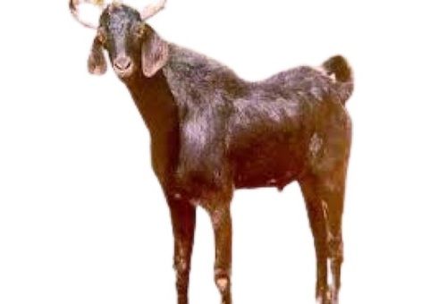 12-15 Kilograms Live Brown Goat