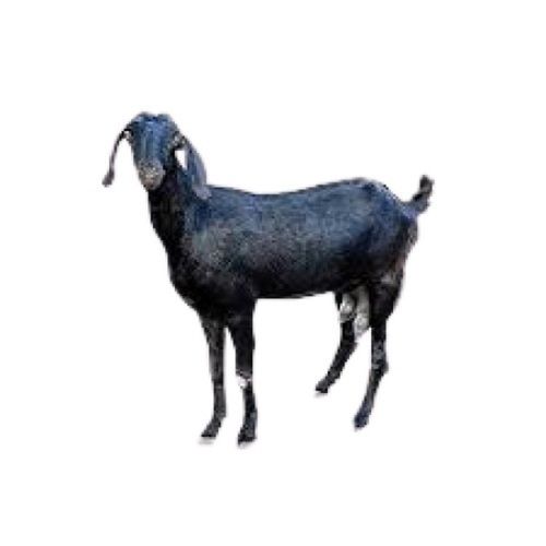 12 Kg Live Black Goat Gender: Male