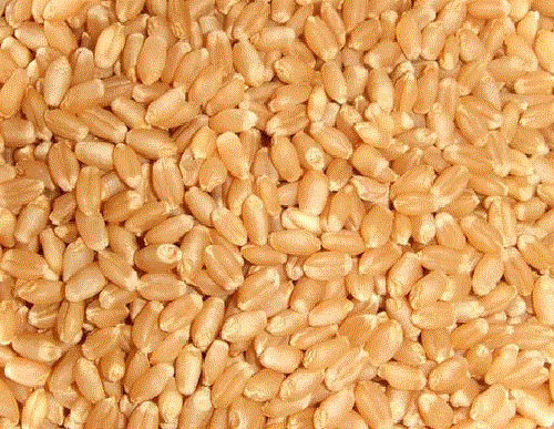 16% Moisture Organic Dried Hard Raw Durum Wheat