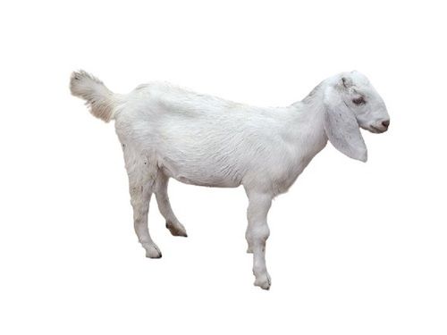 8 Months Old White Live Goat