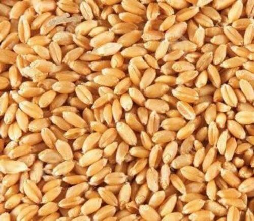 99% Pure And Natural Organic Cultivated Dried Raw Wheat Grain  Broken (%): 0.1%