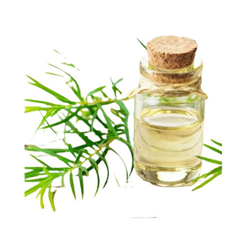 Natural Pure Herbal Extracted Fresh Camphoraceous Tea Tree Oil