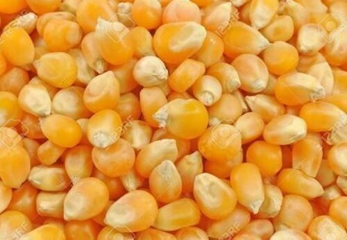 Premium Quality Commonly Cultivated Pure And Dried Whole Maize Seed Admixture (%): 0.2%