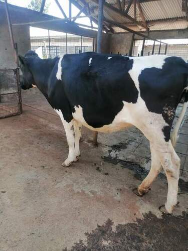 Young And Healthy Holstein Friesians (HF) Cow
