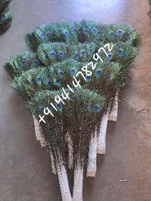 peacock feathers