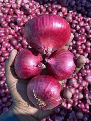 Red Onion