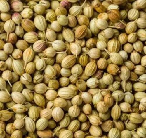 2% Moisture Commonly Cultivated Dried Whole Coriander Seeds