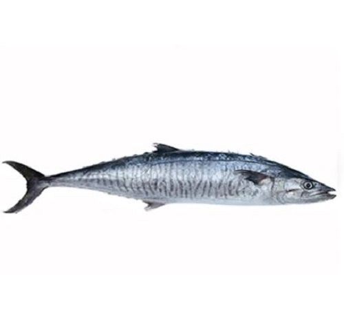 Frozen Scomberomorus Commerson Seer Fish Packaging: Barrel