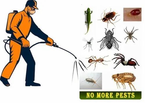 Stadium Pest Control Service By Micro Pest Control Service
