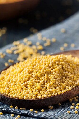 Natural Dried Yellow Millet For Cattle Feed And Cooking
