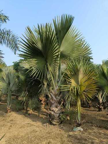16 Fit Height Bismarkiya Palm Tree