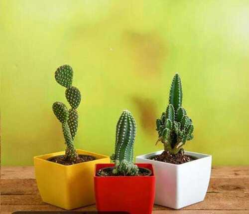 3-5 Feet Organic Cactus Plant