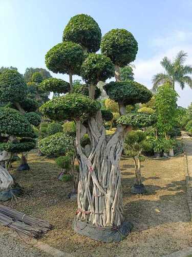 Ficus Micro Carpa Bonsai Tree