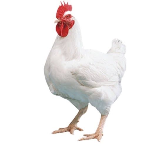 Healthy White Live Broiler Chicken