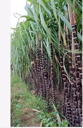 Common Cultivation Natural Delicious And Sweet Sugarcane