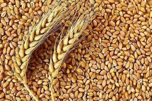 Pure And Natural Commonly Cultivated Organic Wheat Seeds
