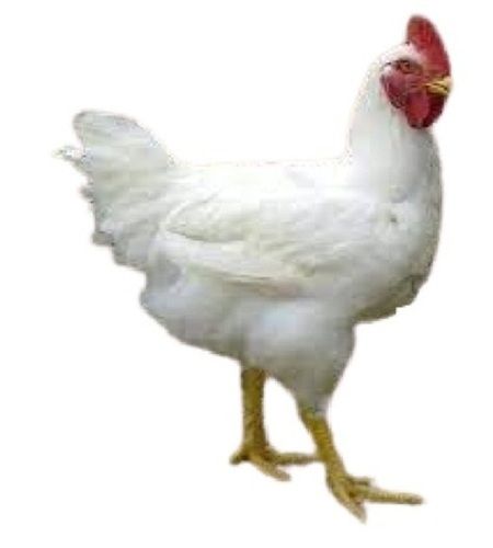 White Live Broiler Chicken 