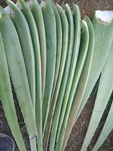 Fast Growth Green Aloe Vera Plant For Medicine And Beauty Products