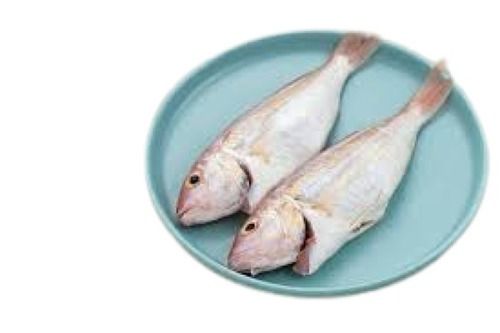 Healthy And Nutritious Fresh Croaker Fish