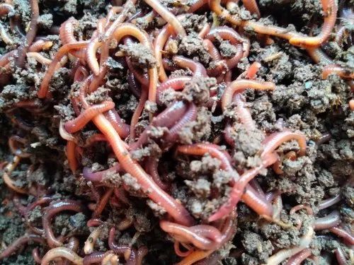 Brown Live Earthworms For Composting