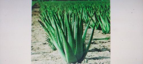 Well Drained Aloe Vera Plant For Farming And Gardening