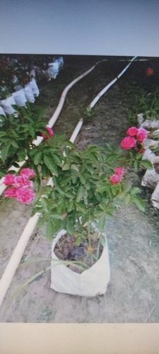 Well Drained Rose Flower Plants For Gardening And Farming