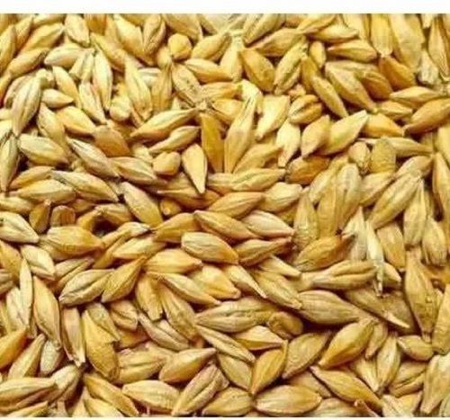 98% Pure Dried Barley Seeds