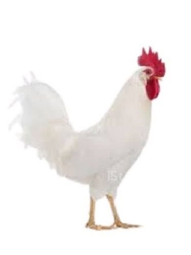 Broiler White Female Boiler Live Chicken