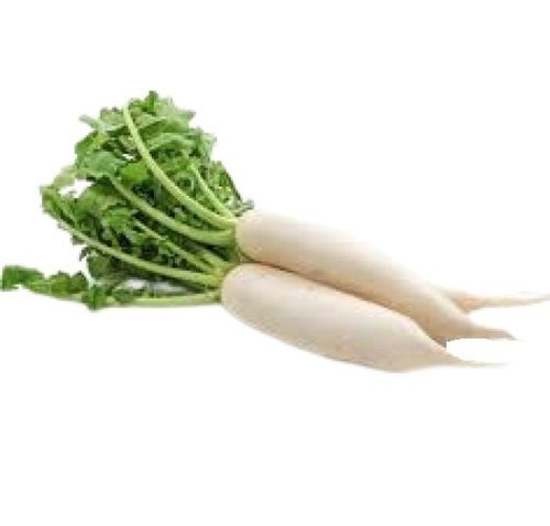 100% Naturally Grown Fresh Long Shape Raw Radish Moisture (%): 90%