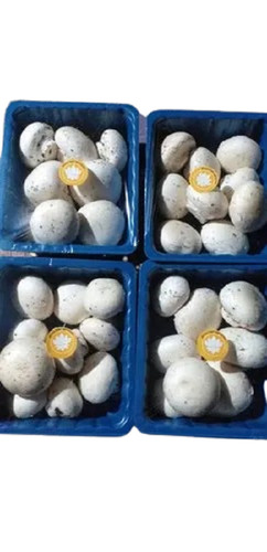 White Button Mushroom