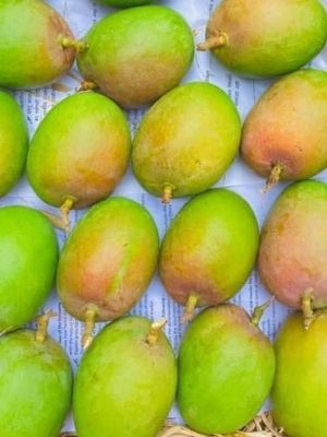 Commonly Cultivated Sweet Taste Fresh Alphonso Mangoes