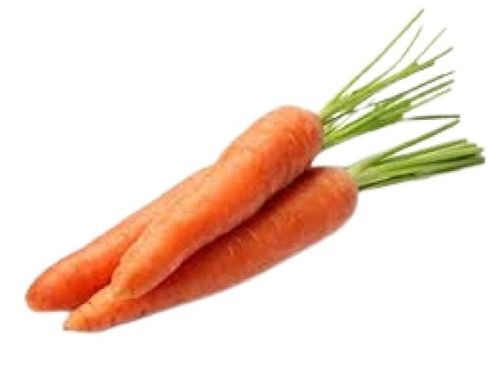  ताजा लंबी आकृति प्राकृतिक रूप से उगाई गई कच्ची गाजर