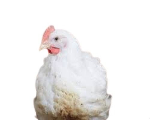 Healthy And Nutritious White Broiler Live Chicken