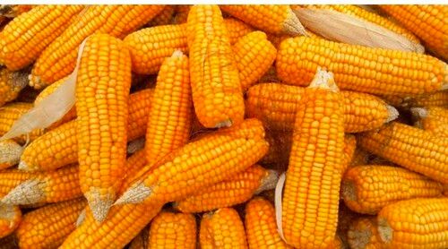 Light Yellow Dried Yellow Maize For Human Food