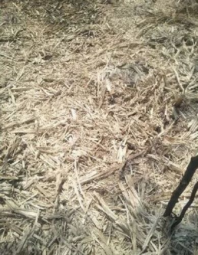 Loose Waste Sugarcane Bagasse For Industrial Purposes
