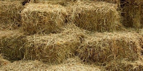 15 To 18 % Moisture Hay Feed For Animals