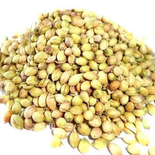Common Cultivated Sunlight Drying Non-Hybrid 99% Pure Coriander Seeds With 1.1% Moisture