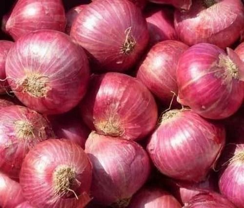 Spherical Shape 10% Moisture Seasoned Raw Red Onion With One Week Shelf Life 