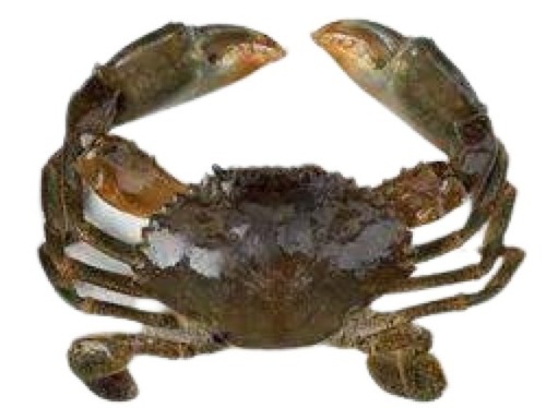 Piece A Live Fresh Whole Water Preserved Mud Crab