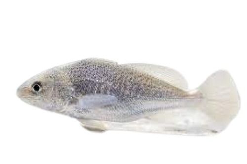 Alive Fresh Whole Water Preserved Croaker Fish