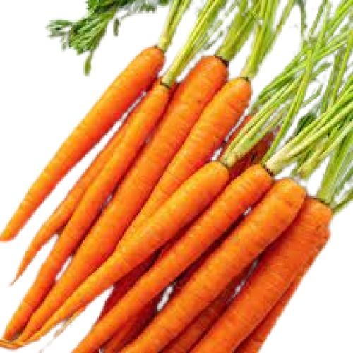 Conical Shape India Origin Orange Fresh Carrot