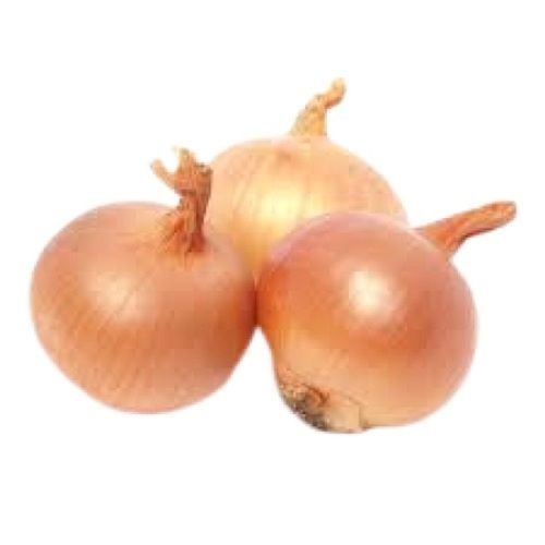 Farm Fresh Round Shape Brown Onion Moisture (%): 86%