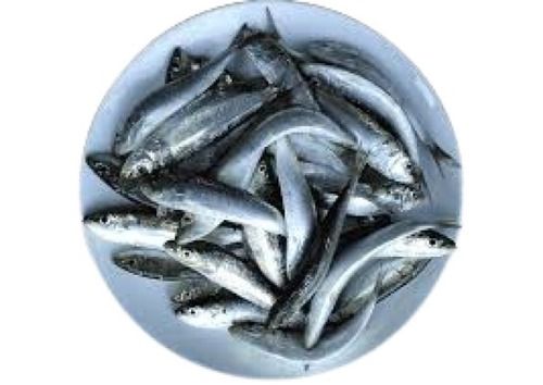 Piece Healthy And Fresh Silver Sardine Fish