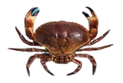 Piece Healthy And Nutritious Brown Mud Crab