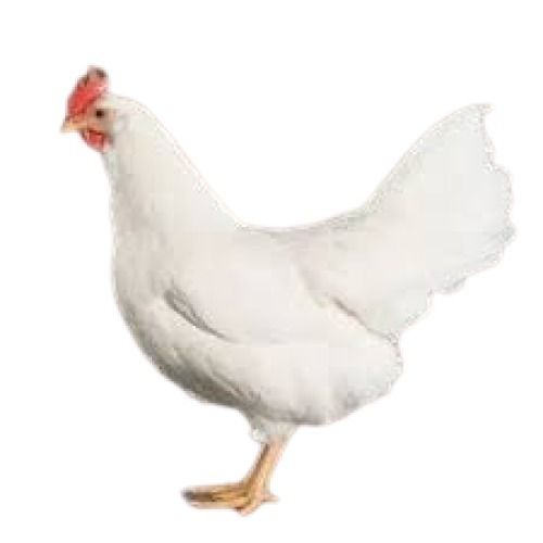 Low-Fat Rich In Taste White Broiler Live Chicken