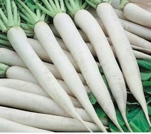 100 Percent Naturally Grown Farm Fresh A-Grade Healthy Radish