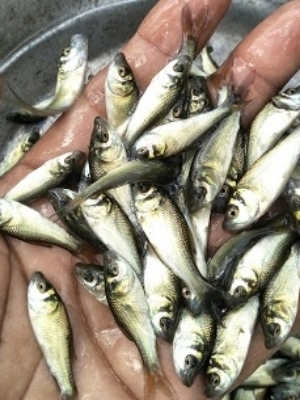 Catla Fish Seeds - High-quality Freshwater Fish Seed | Fast-growing, Hardy Species For Aquaculture And Sustainable Fish Production